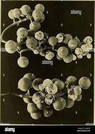 Attēlu rezultāti vaicājumam “Exobasidiales”