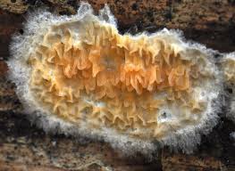 Attēlu rezultāti vaicājumam “Leucogyrophana mollusca”