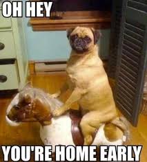 Image result for funniest picture ever