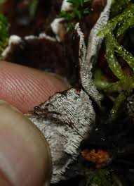 Attēlu rezultāti vaicājumam “Phellodon melaleucus”