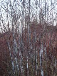 Attēlu rezultāti vaicājumam “Salix daphnoides”