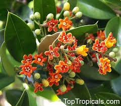 Attēlu rezultāti vaicājumam “Cribraria aurantiaca var. persoonii macro”