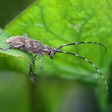 Attēlu rezultāti vaicājumam “Monochamus galloprovincialis”