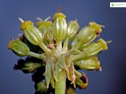 Attēlu rezultāti vaicājumam “Levisticum officinale flower”