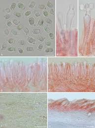 Attēlu rezultāti vaicājumam “Mucronella”