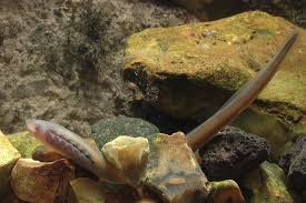 Attēlu rezultāti vaicājumam “Lampetra planeri”