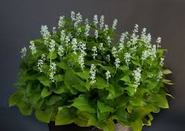 Attēlu rezultāti vaicājumam “Maianthemum bifolium”