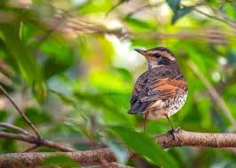 Image result for Turdus eunomus