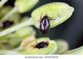 Attēlu rezultāti vaicājumam “Meligethes sp.”