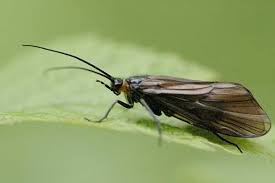 Attēlu rezultāti vaicājumam “Phryganeidae”