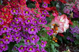 Image result for Schizanthus