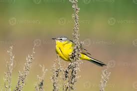 Attēlu rezultāti vaicājumam “Motacilla flava flava”