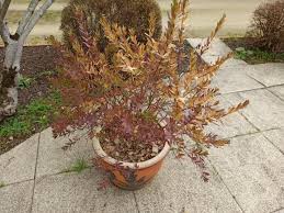 Attēlu rezultāti vaicājumam “Polygala amarella leaf”