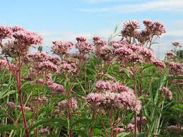 Attēlu rezultāti vaicājumam “Eupatorium cannabinum bud”