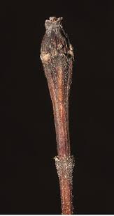 Attēlu rezultāti vaicājumam “Bucculatricidae”