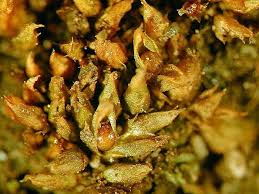 Attēlu rezultāti vaicājumam “Acaulon muticum”