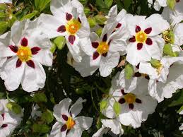 Attēlu rezultāti vaicājumam “Cistaceae”