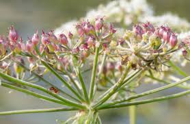 Attēlu rezultāti vaicājumam “Peucedanum palustre fruit”