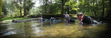 Image result for Wyndley NSC Snorkelling Club