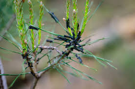 Attēlu rezultāti vaicājumam “Diprion pini”