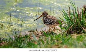 Image result for Gallinago media