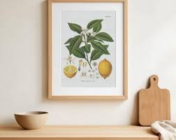 Attēlu rezultāti vaicājumam “Carex viridula fruit”