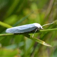 Attēlu rezultāti vaicājumam “Eana argentana”