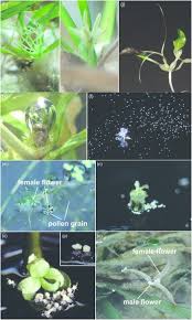 Attēlu rezultāti vaicājumam “Hydrocharitaceae”