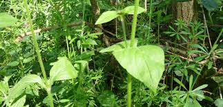 Attēlu rezultāti vaicājumam “Silene dioica leaf”