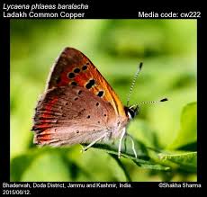 Attēlu rezultāti vaicājumam “Lycaena phlaeas underside”