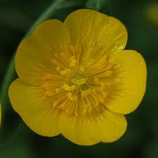 Attēlu rezultāti vaicājumam “Ranunculus lanuginosus bud”