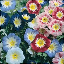 Image result for Convolvulus tricolor