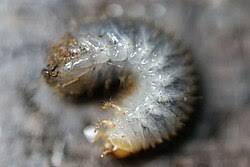 Attēlu rezultāti vaicājumam “Oxythyrea funesta imago”