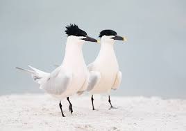 Attēlu rezultāti vaicājumam “Sterna sandvicensis adult”