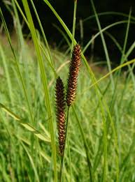Attēlu rezultāti vaicājumam “Carex rostrata”