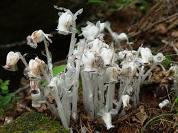 Image result for ギンリョウソウ