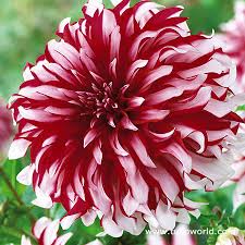 Image result for Dahlia hybrid.