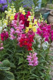 Image result for Antirrhinum majus