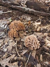 Attēlu rezultāti vaicājumam “Rosellinia desmazieri spores”