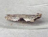 Attēlu rezultāti vaicājumam “Hypatima rhomboidella”