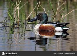 Attēlu rezultāti vaicājumam “Anas clypeata male”