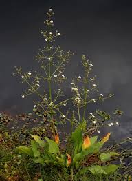 Attēlu rezultāti vaicājumam “Alisma plantago-aquatica”