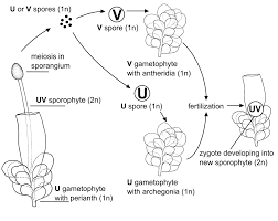 Attēlu rezultāti vaicājumam “Ptilidium pulcherrimum sporophyte”