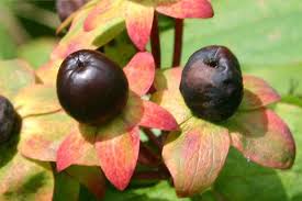 Attēlu rezultāti vaicājumam “Hypericum perforatum fruit”