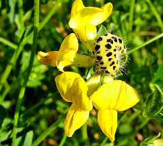 Attēlu rezultāti vaicājumam “Oenothera rubricauli flower”