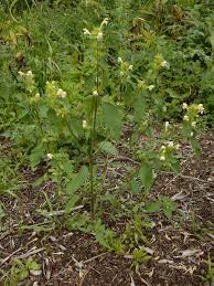 Attēlu rezultāti vaicājumam “Galeopsis speciosa leaf”