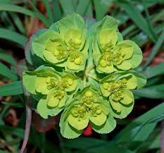 Image result for Wolfsmilch