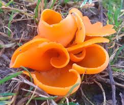 Attēlu rezultāti vaicājumam “Aleuria aurantia”