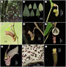 Attēlu rezultāti vaicājumam “Aristolochiaceae”