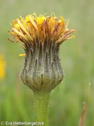 Attēlu rezultāti vaicājumam “Hypochaeris maculata leaf”